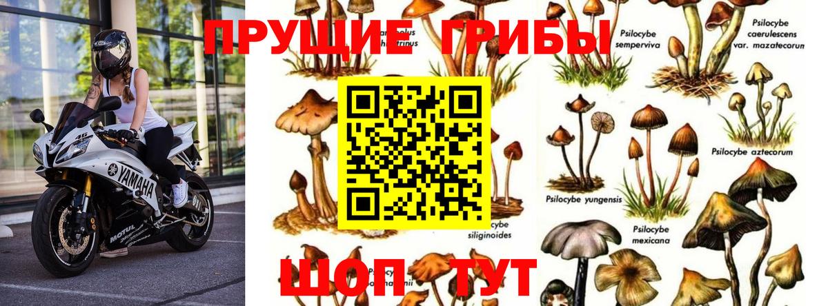 Псилоцибиновые грибы мицелий Липецк